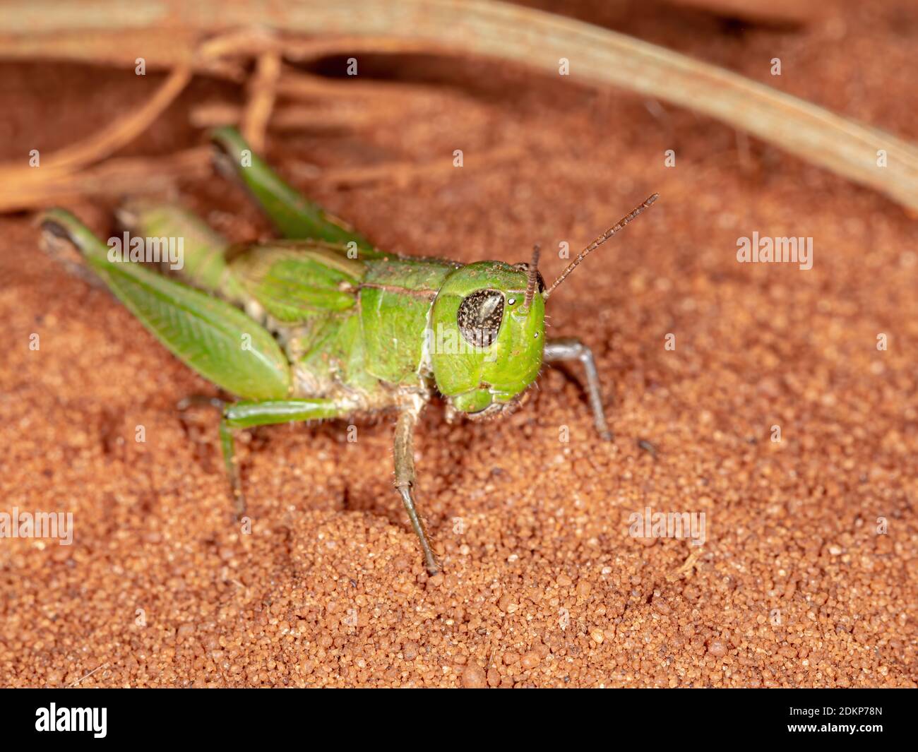 Kurzhörniger Grasshopper der Familie Acrididae Stockfoto