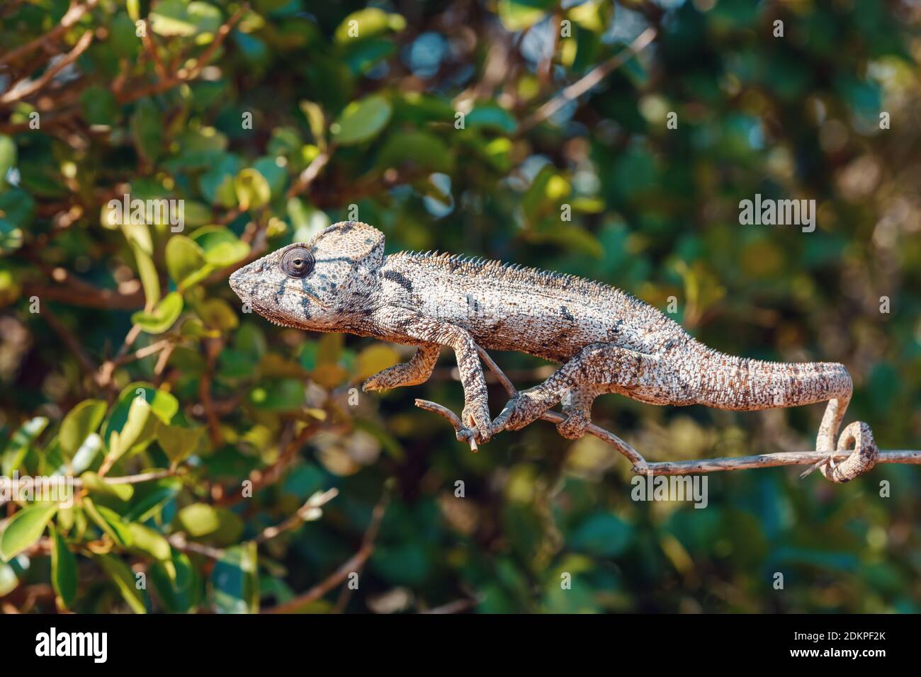 Endemisches Riesenchamäleon oder Oustalets-Chamäleon (Furcifer oustaleti), sehr große Chamäleonarten. Antsiranana, Madagaskar Tierwelt und Stockfoto