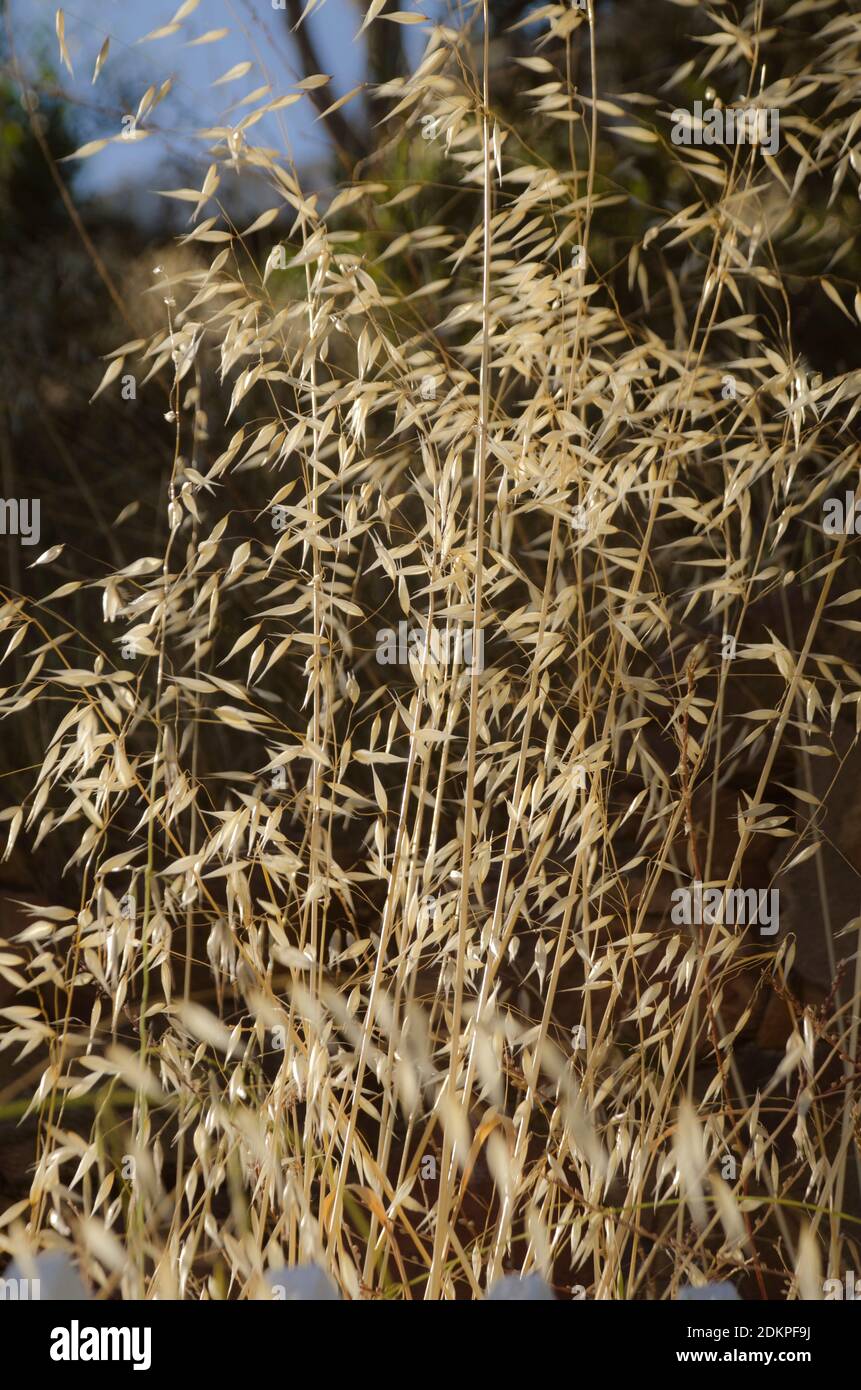 Wildes Gras vor einem dunklen Busch Hintergrund Stockfoto