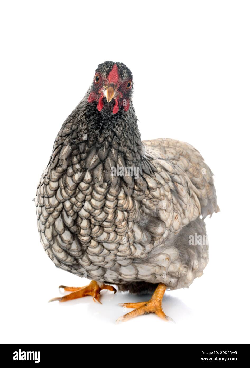 Wyandotte Huhn vor weißem Hintergrund Stockfoto