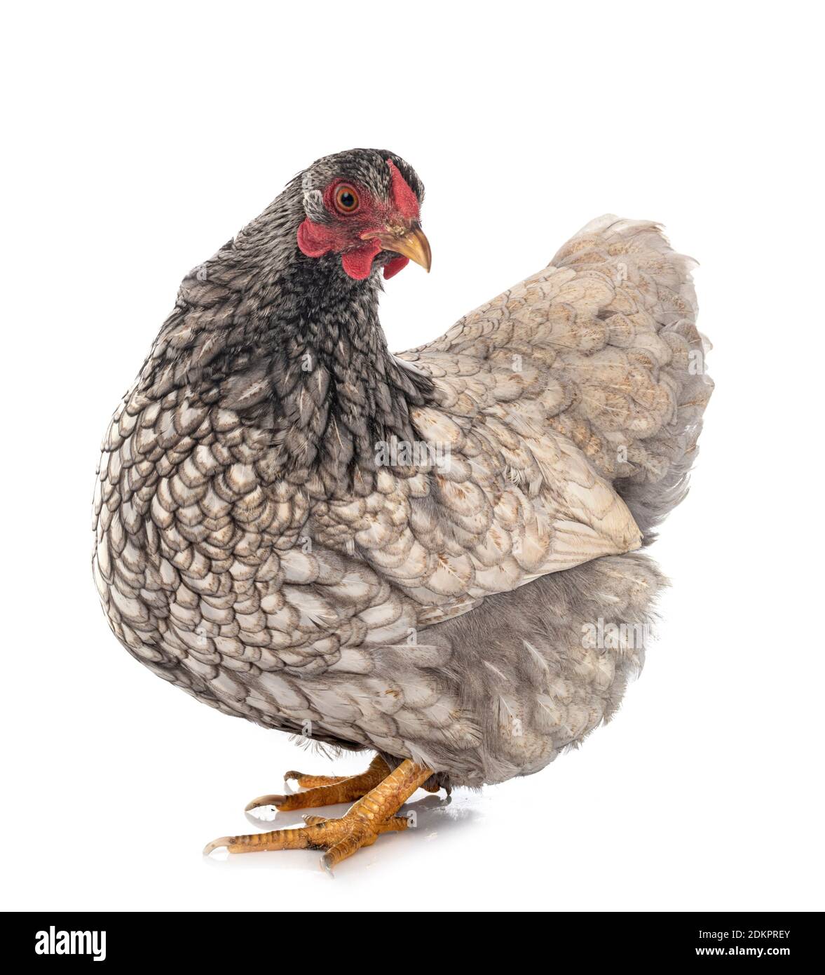 Wyandotte Huhn vor weißem Hintergrund Stockfoto