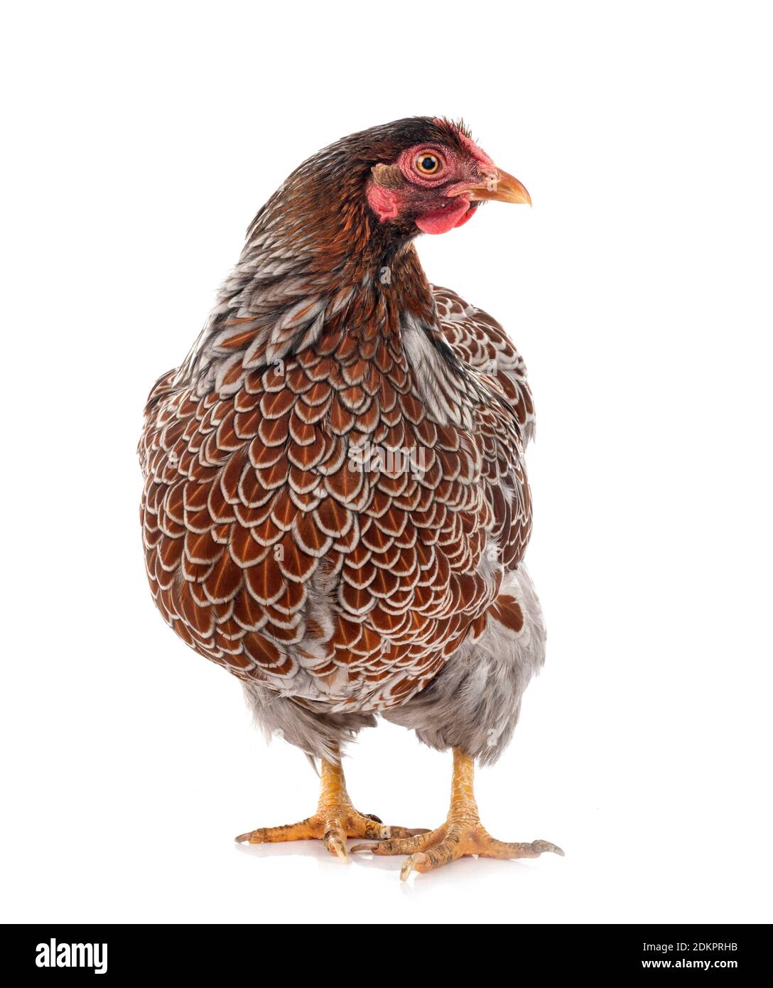 Wyandotte Huhn vor weißem Hintergrund Stockfoto