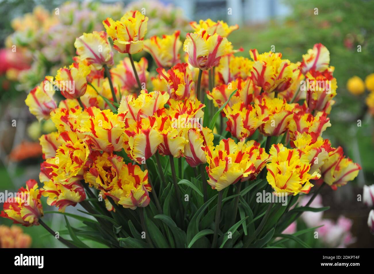 Rote und gelbe Tulpe (Tulipa) Flammender Papagei an der Chelsea Blumenschau 2016 Stockfoto