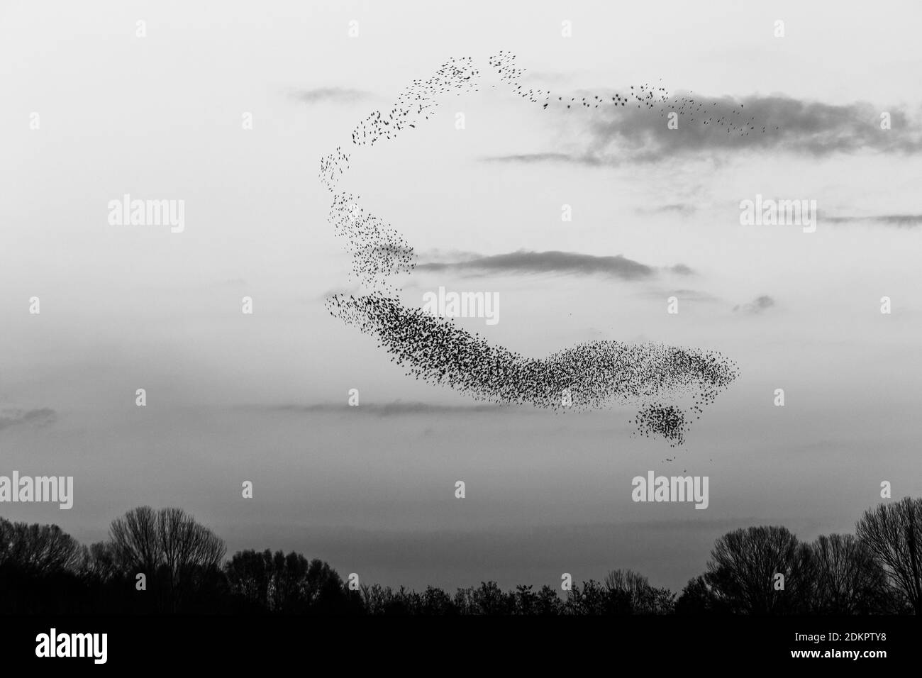 Vogelschar, der eine schöne und perfekte Form am Himmel über einigen Bäumen macht Stockfoto