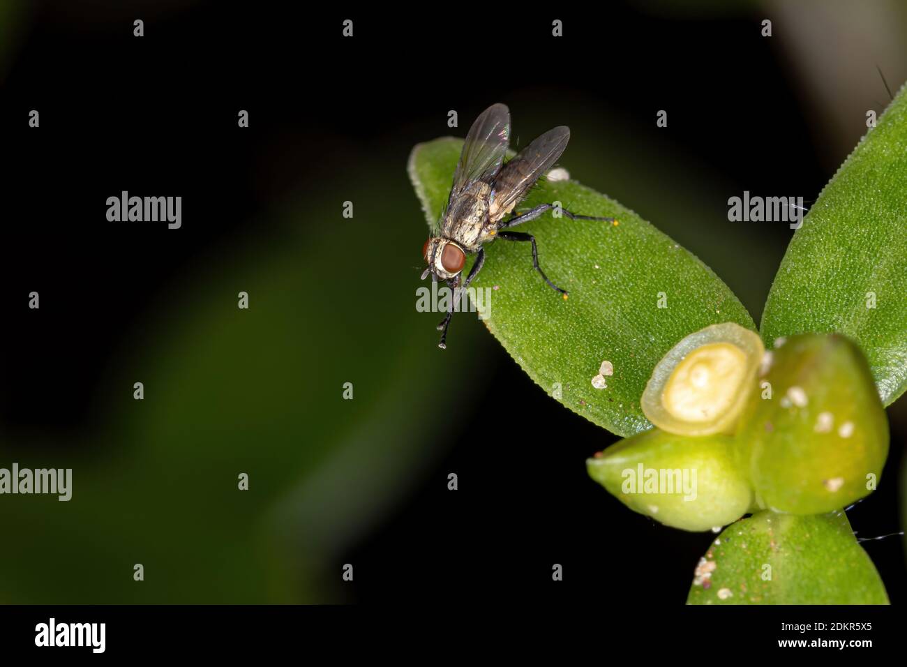 Brasilianische Tachiniden Fliege der Familie Tachinidae Stockfoto