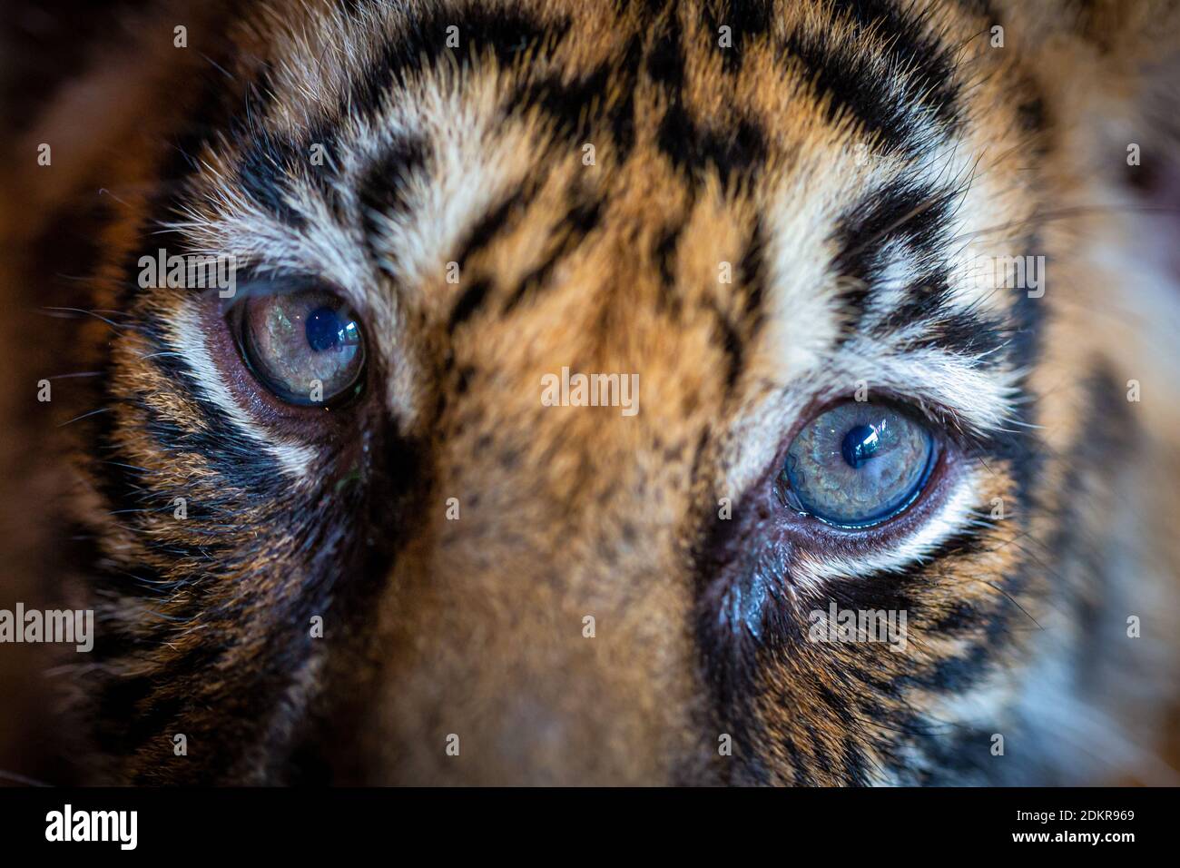 Nahaufnahme der Augen eines jungen Tigers, Thailand Stockfoto
