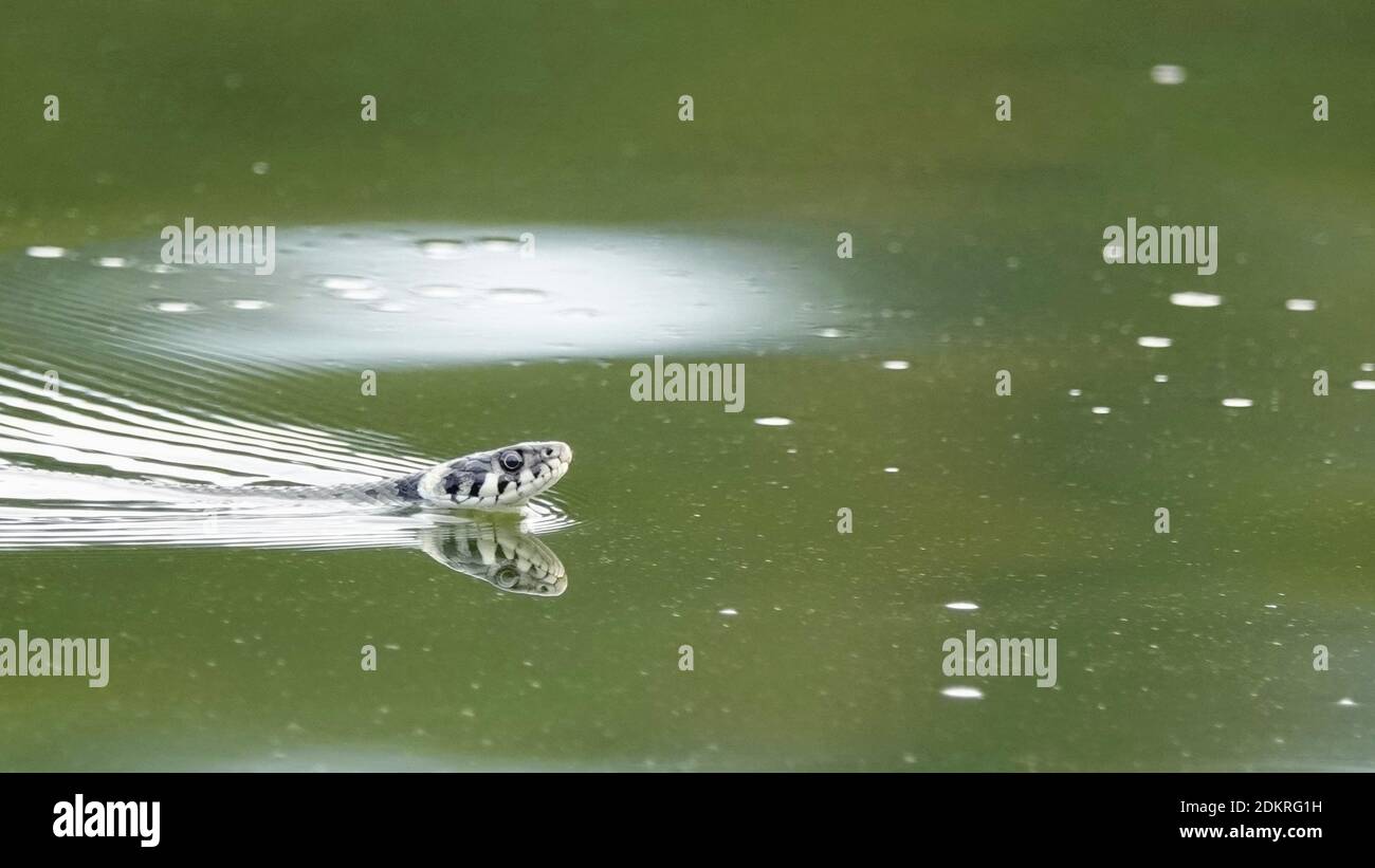 Blindwurm, der im Wasser eines Sees schwimmt Stockfoto