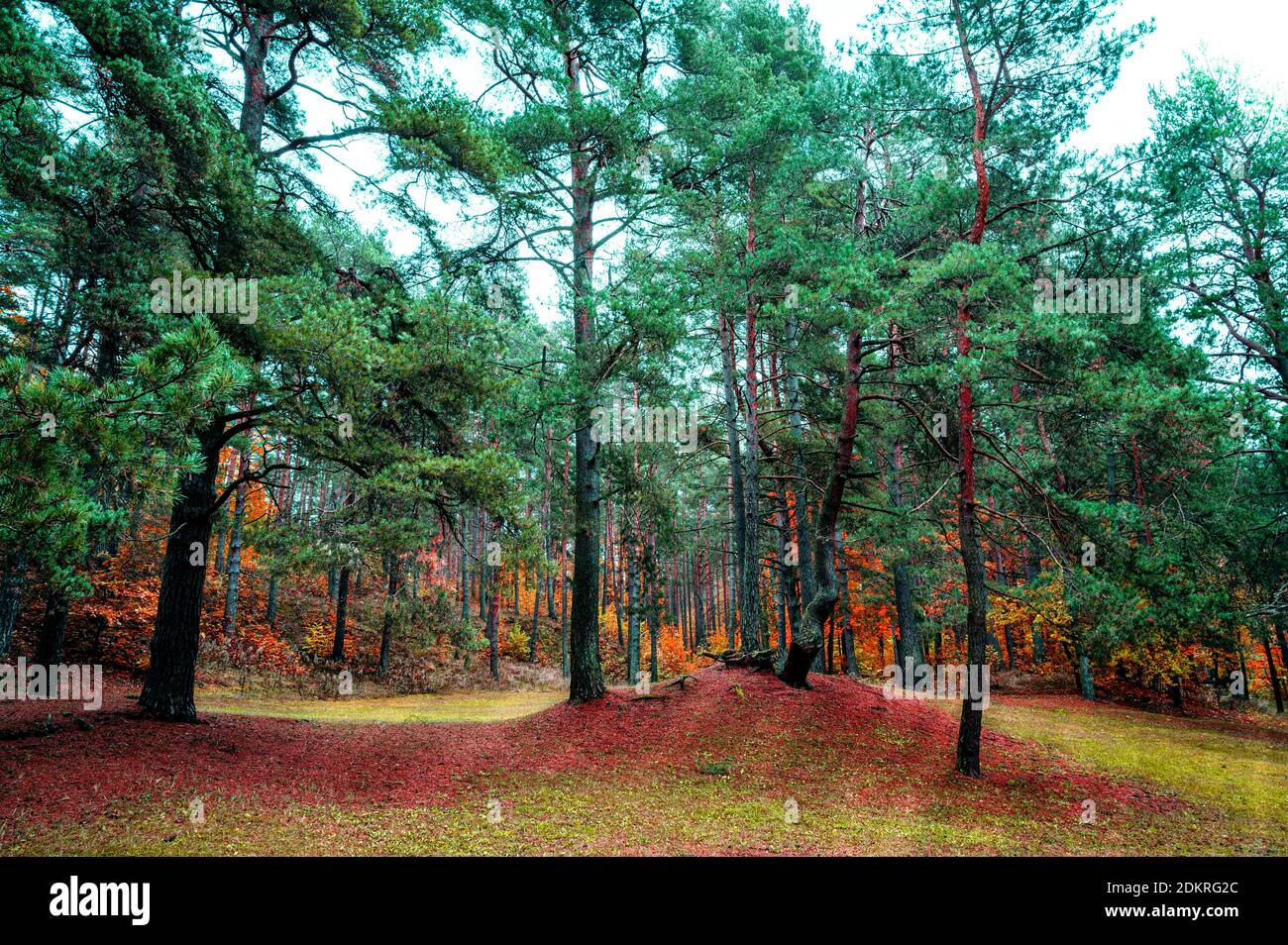 Mischwald mit Nadel- und Laubbäumen im Herbst Stockfoto