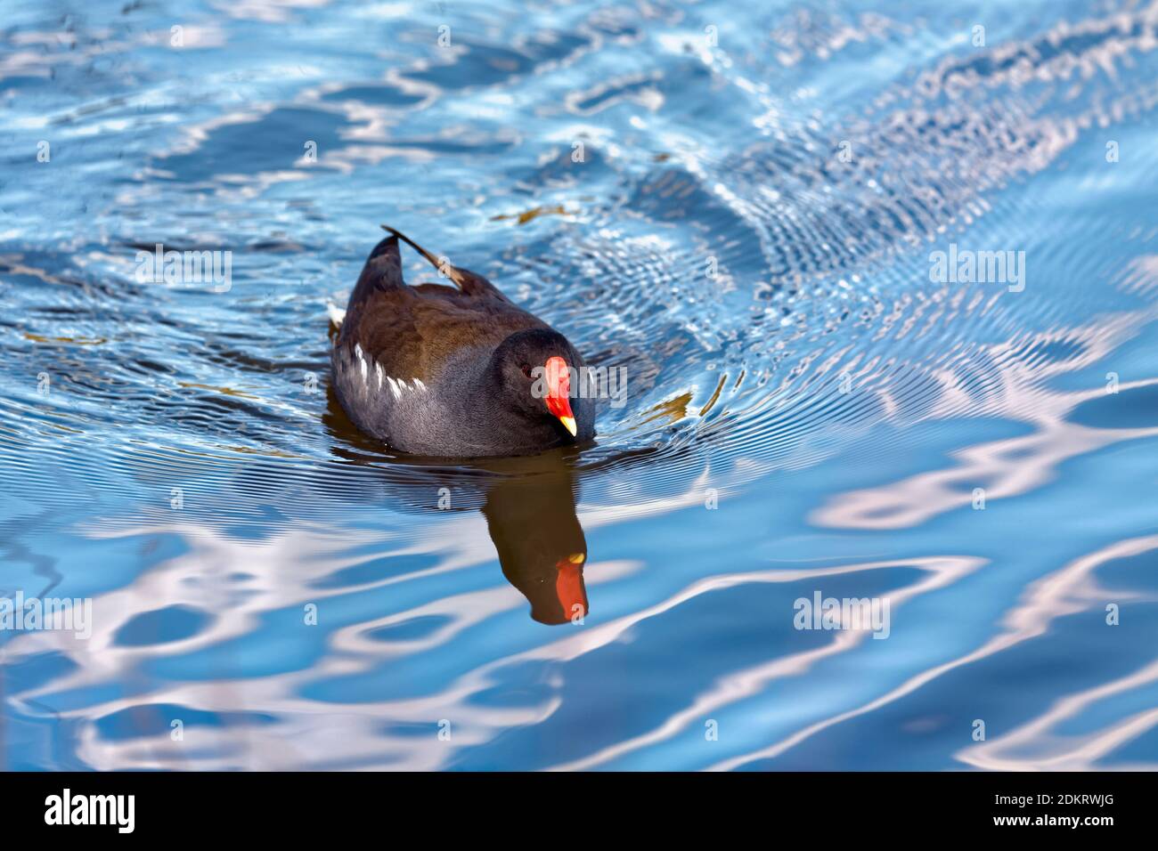 Teichhuhn auf dem Wasser Stockfoto