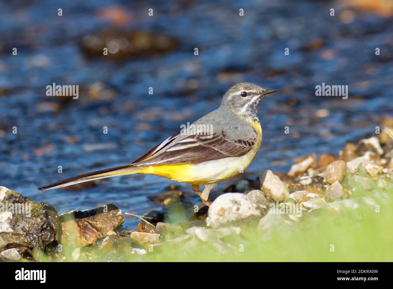 Grauer Wagtail an einem Bach Stockfoto