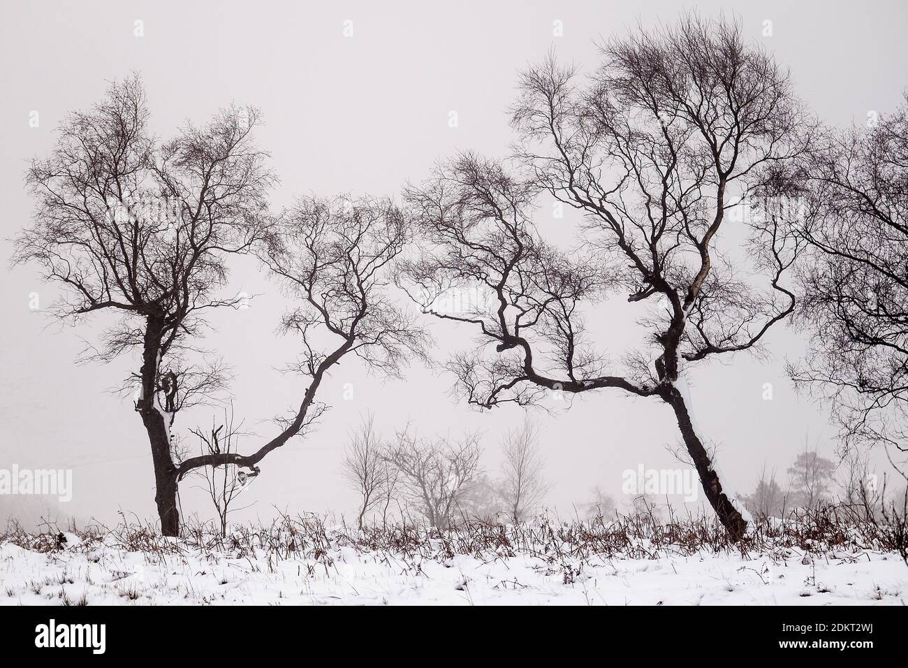 Silhouetten von Bäumen in einer Winterlandschaft, Buxton, Derbyshire. VEREINIGTES KÖNIGREICH Stockfoto