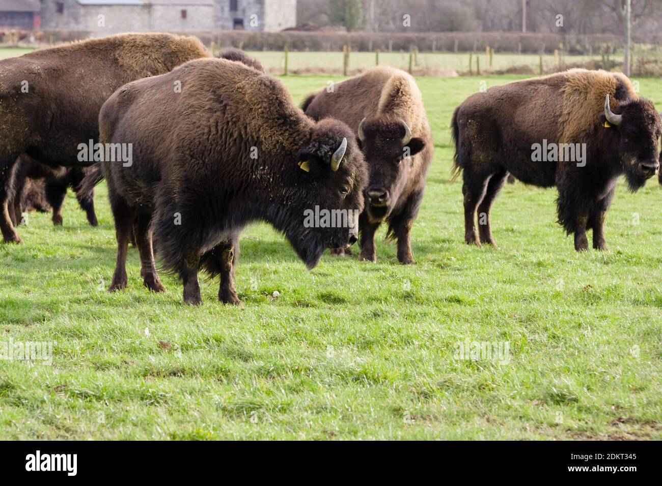 North American bison am Rhug Immobilien in Corwen Wales die Immobilien und Haus des Herrn Rhosneigr für seinen organischen Fleisch und die landwirtschaftlichen Praktiken bekannt Stockfoto