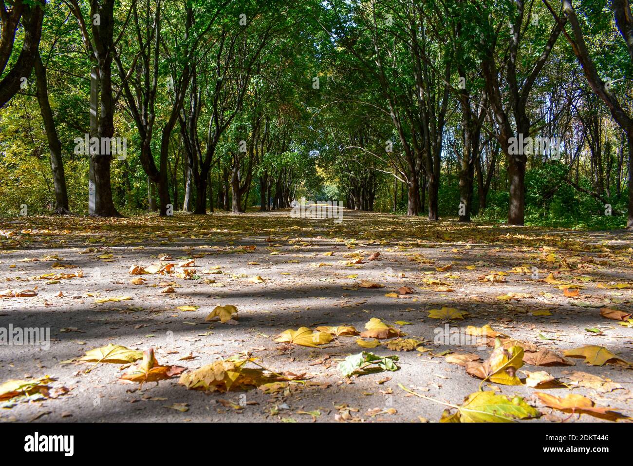 Herbstliche Allee im park Stockfoto