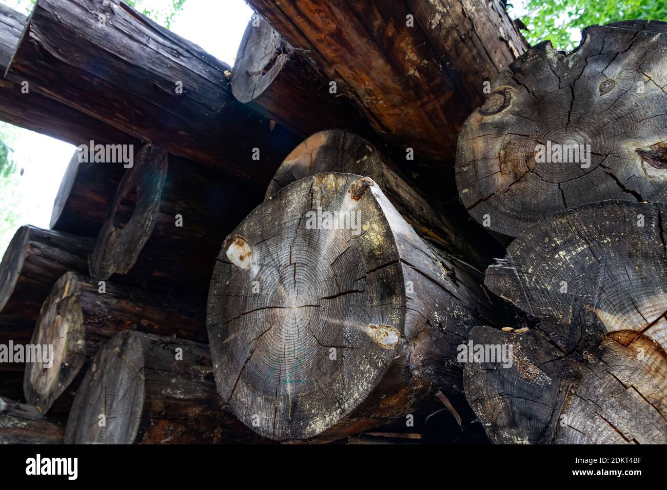 Gealterte verwitterte gesägte Kiefernstämme mit Rissen und einem Klare Textur Stockfoto