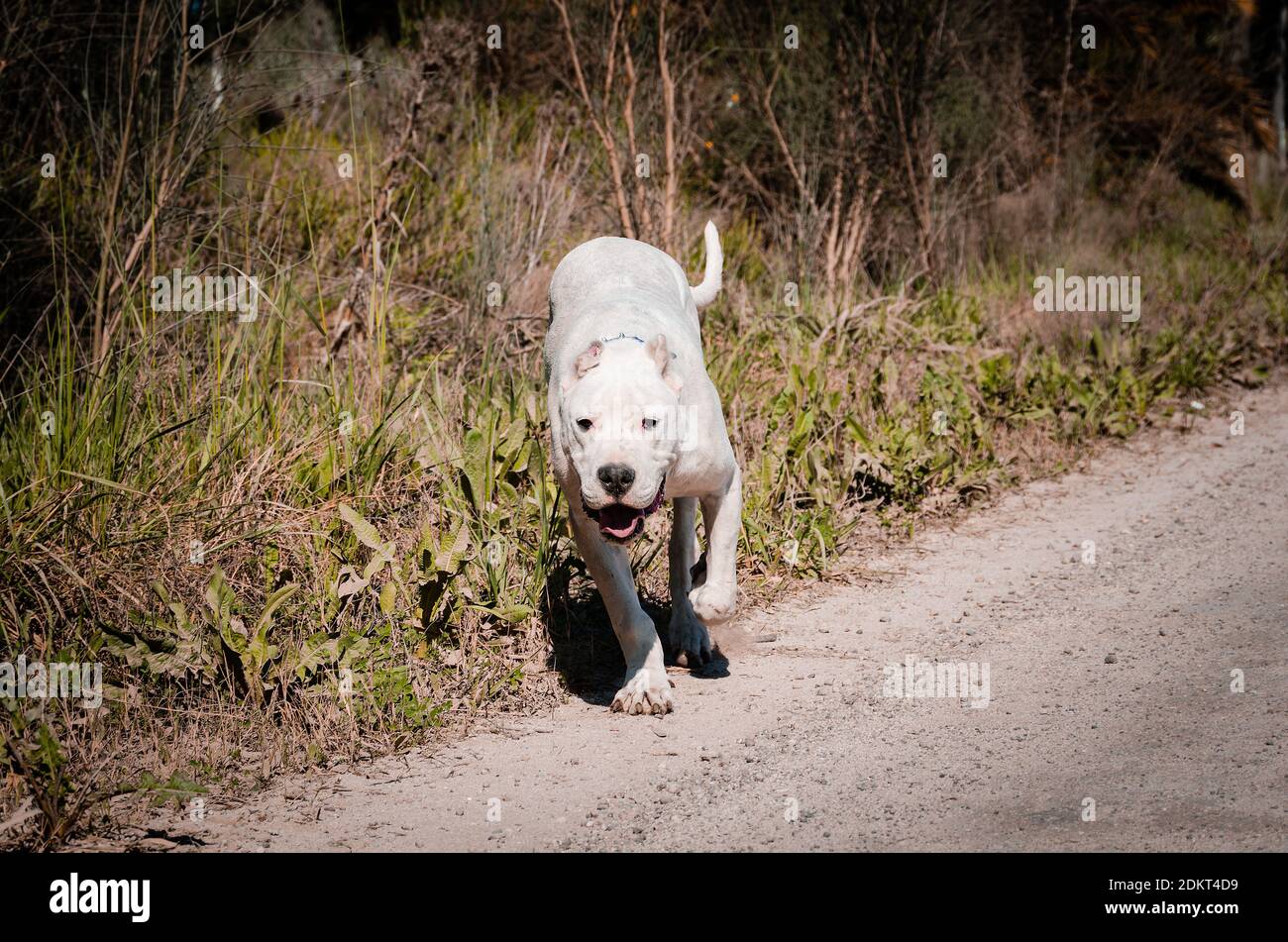 Hund läuft auf dem Feld. Argentinischer dogo. Stockfoto
