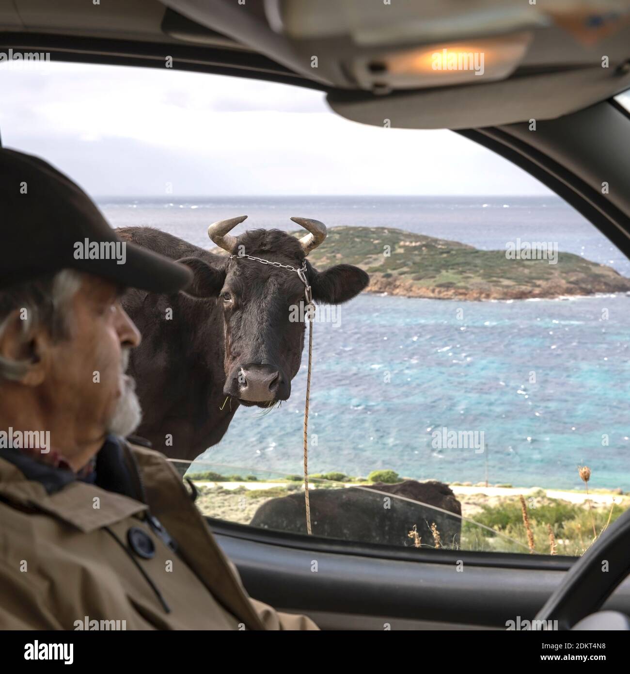 Kuh, die in das Autofenster schaut. Mann auf Fahrersitz mit Augenkontakt mit Kuh. Selektiver Fokus auf dem Rücken. Stockbild. Stockfoto