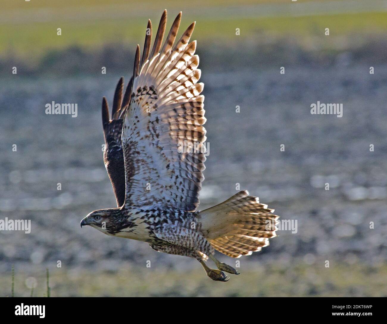 Red Tailed Hawk Stockfoto