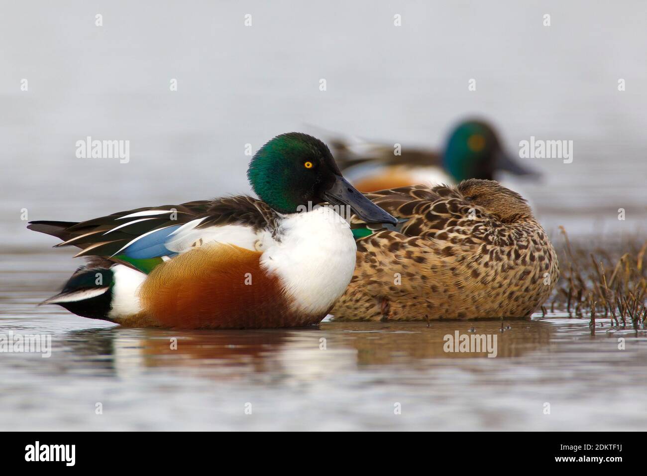 Paartje Slobeend; Pait der Europäischen Shovelers Stockfoto