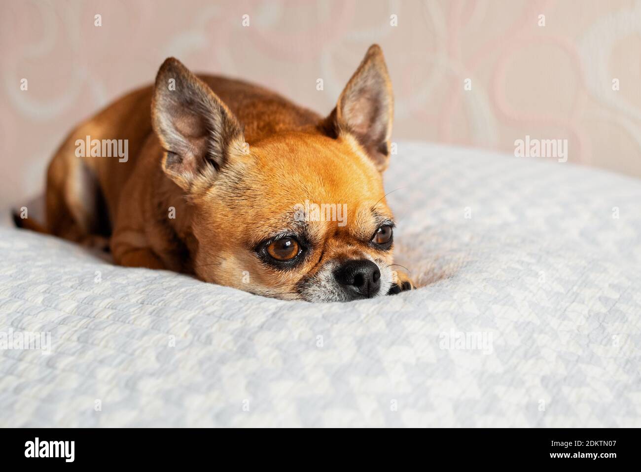 Der kleine niedliche chihuahua Hund liegt auf einer weißen Decke auf einem Bett. Hund ist traurig. Haustier Gefühl müde, gelangweilt, oder depressiv. Stockfoto