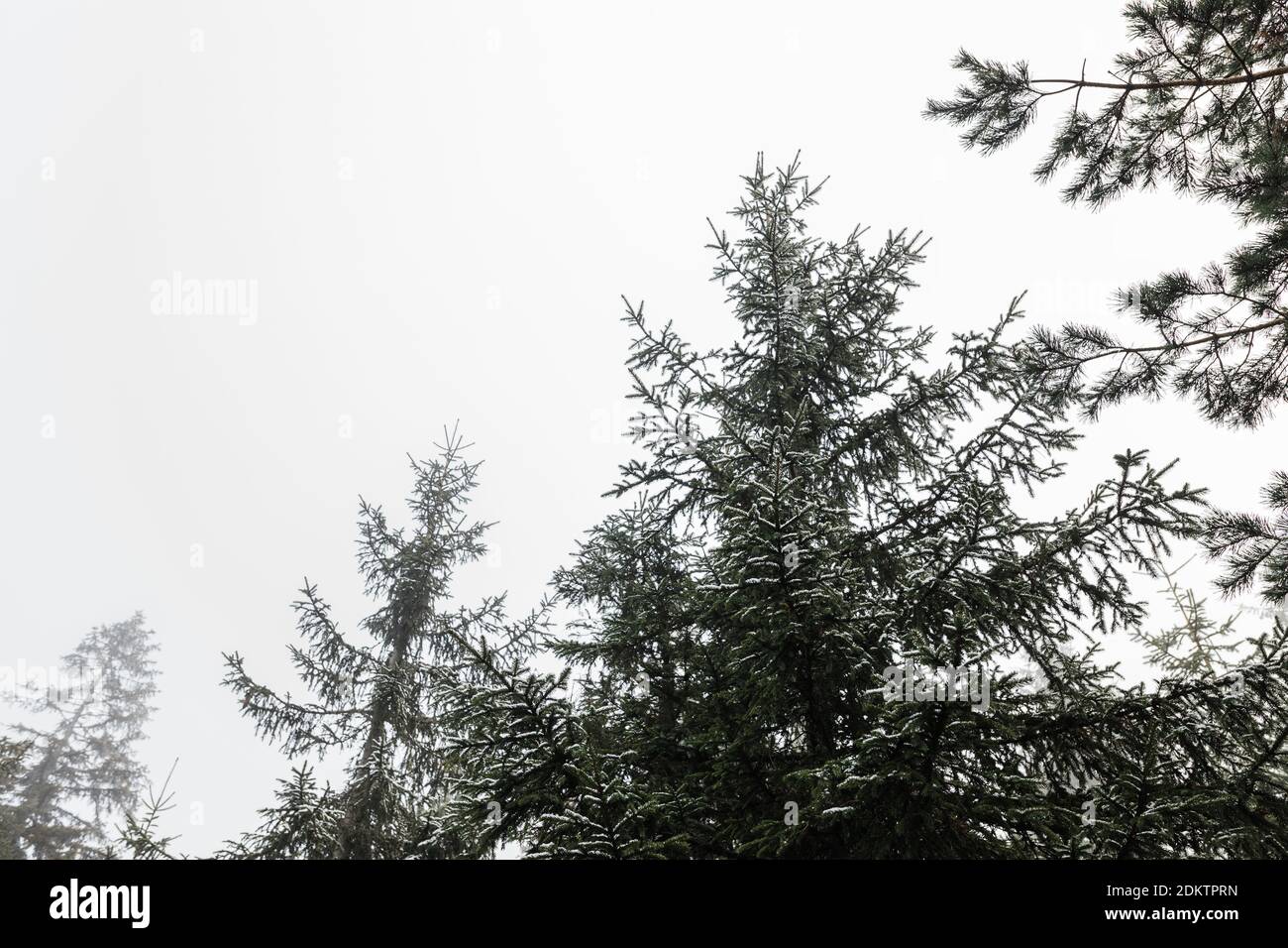 Bergkiefern im Nebel Stockfoto