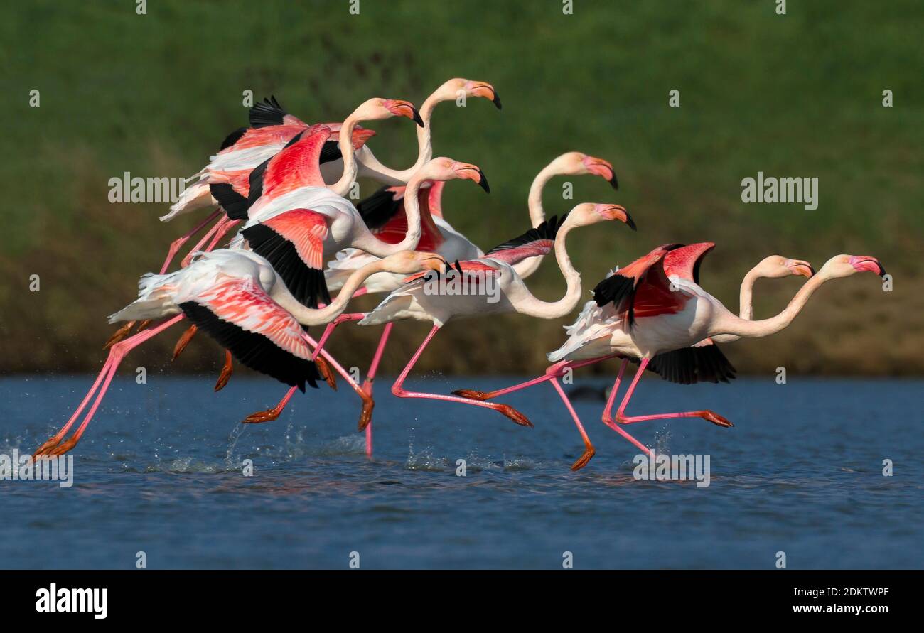Groep rennende Flamingos; Gruppe der Flamingos Stockfoto