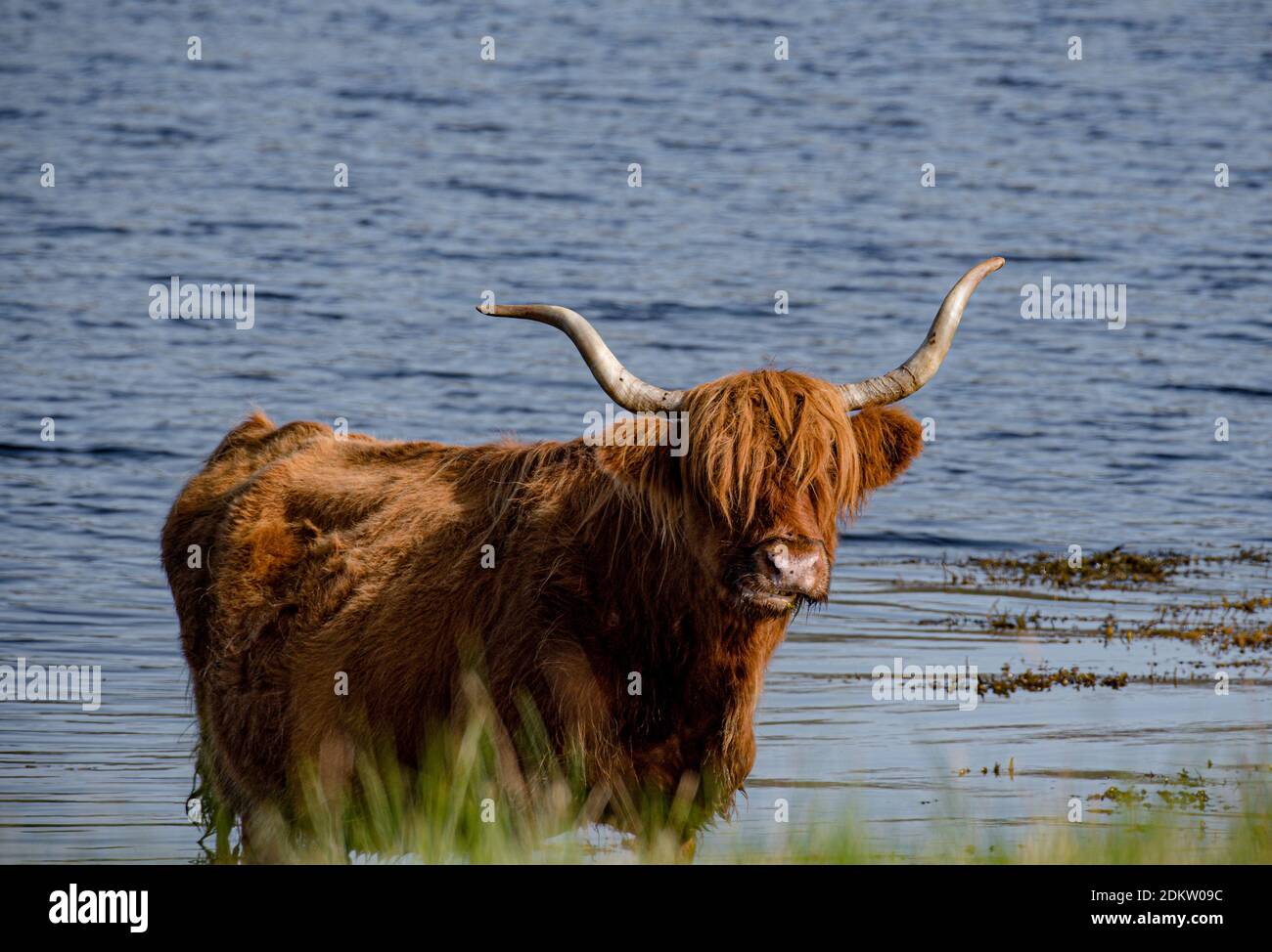 Highland Cow steht neben Loch Etive Stockfoto
