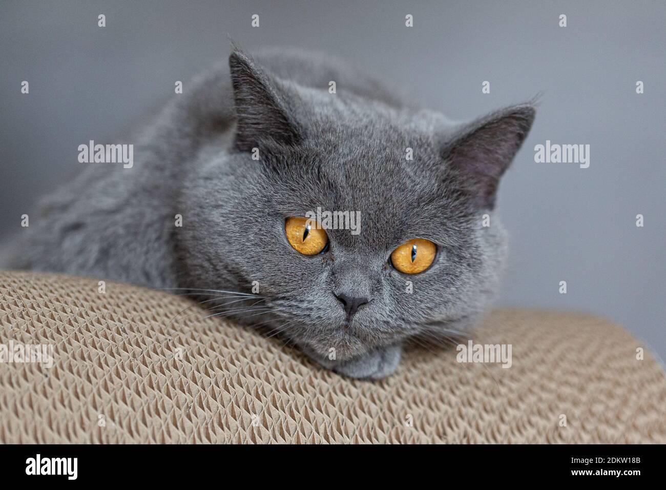 Graue Katze Mit Gelben Augen Stockfotografie - Alamy