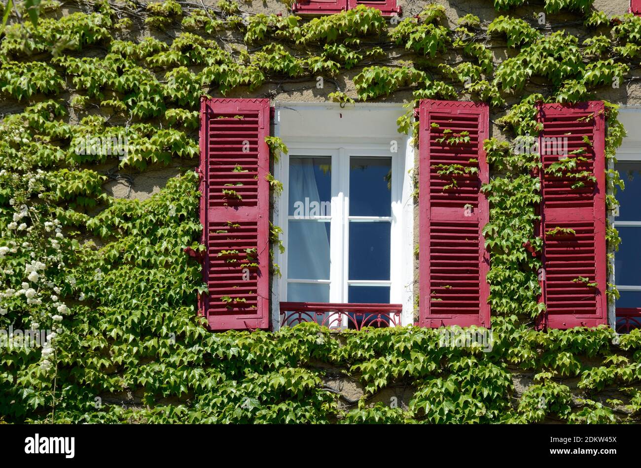 Kletterpflanze, Creeper, Ampelopsis, Wild Grape oder Amur Peppervine & Holzläden des traditionellen Hauses in Grimaud Var Provence Frankreich Stockfoto