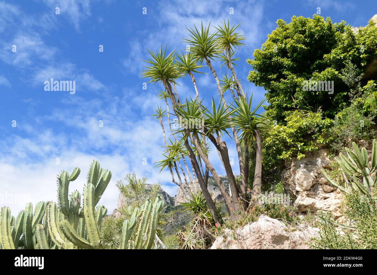 Ausstellung von Kakteen, Kakteen und Sukkulenten im Jardin Exotique de Monaco, im Exotic Garden oder im Botanischen Garten Monaco Stockfoto