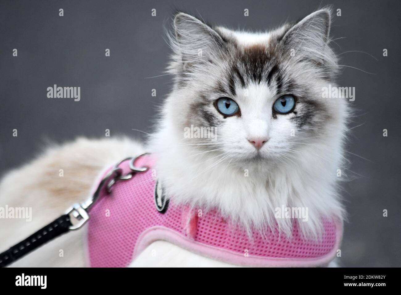 Katze mit blauen Augen an der Leine Stockfoto