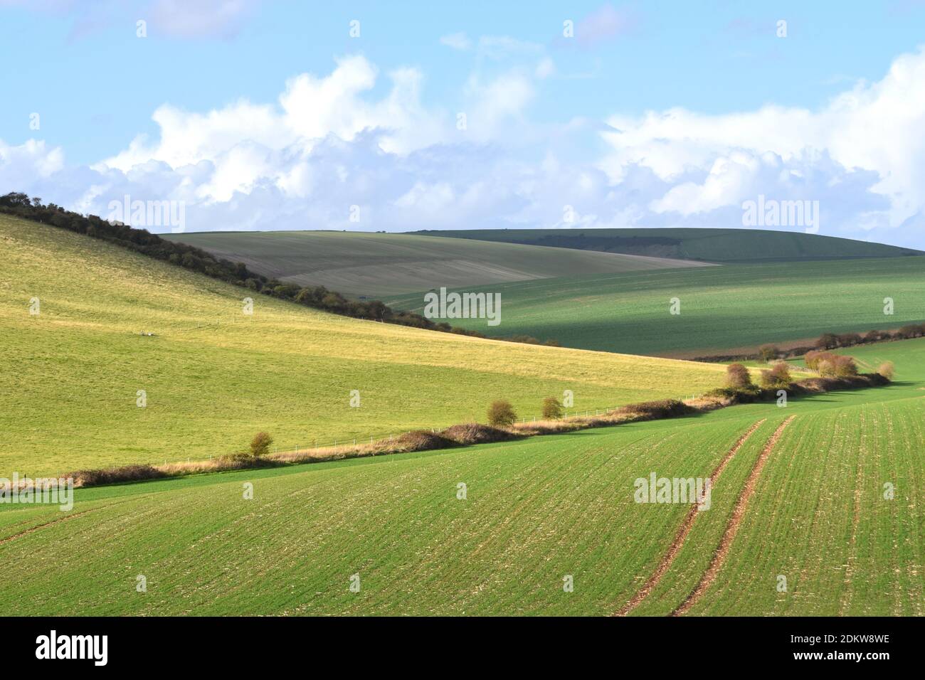 Üppige, sanfte Hügel und grüne landwirtschaftliche Felder mit blauem Himmel und flauschigen Wolken an einem sonnigen Tag, South Downs, East Sussex, England, Großbritannien Stockfoto