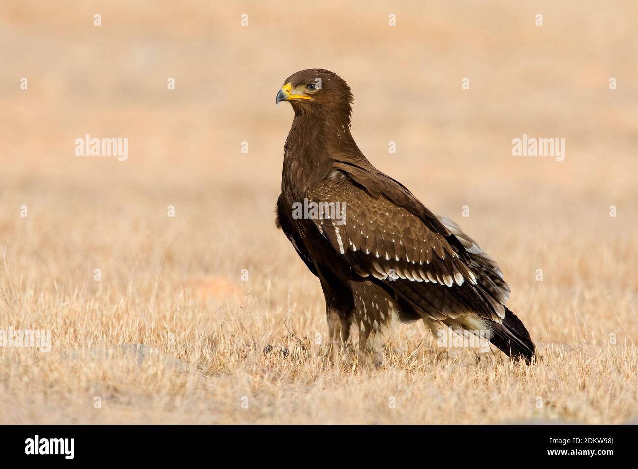 In Schreeuwarend zit; Schreiadler auf dem Boden gehockt Stockfoto