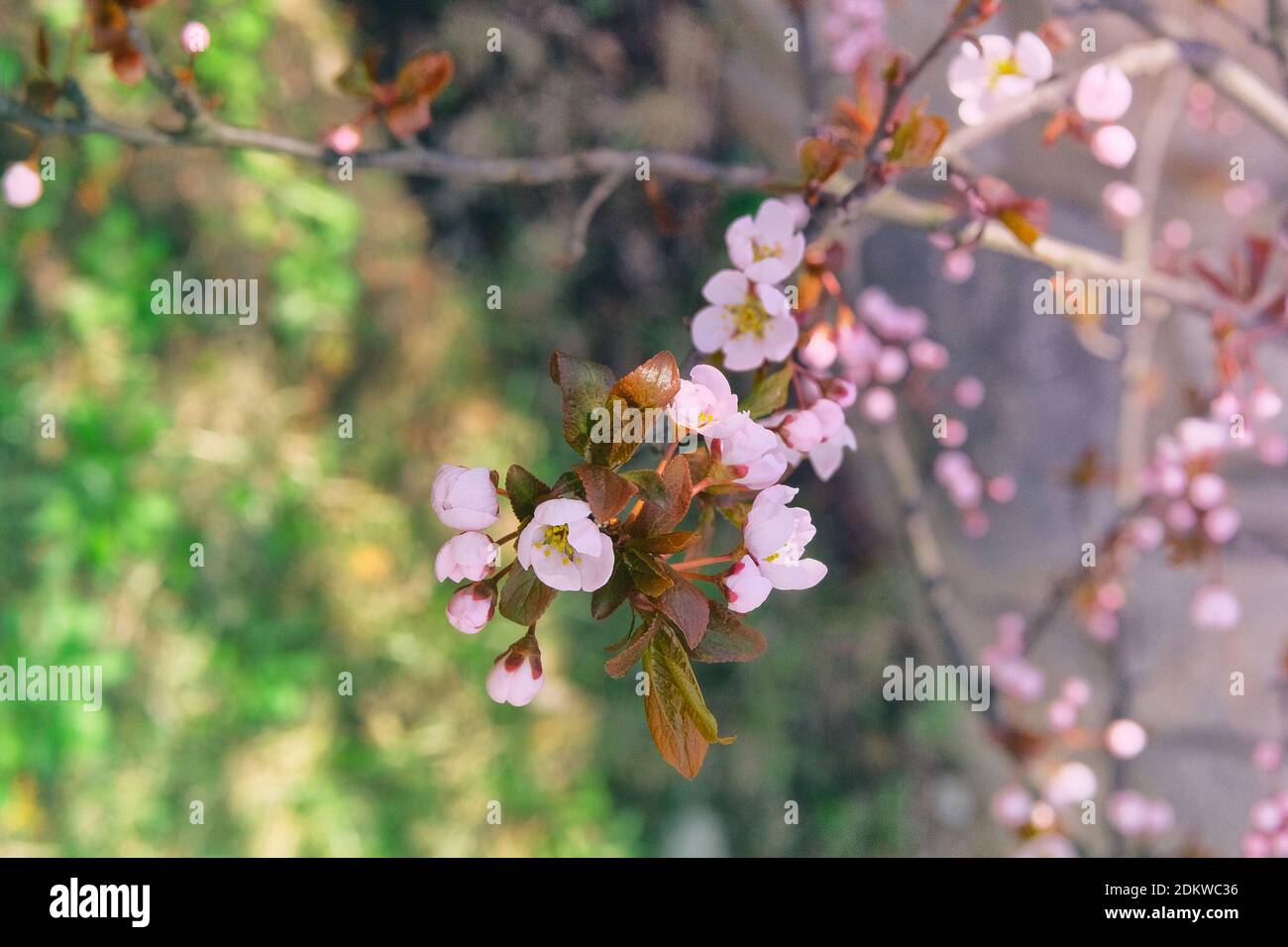 Aprikosenblüten, die mit hellen Blütenblättern blühen. Grußkarte für den Frauentag. Frühling verschwommen Hintergrund der Natur, rosa Farbe. Stockfoto