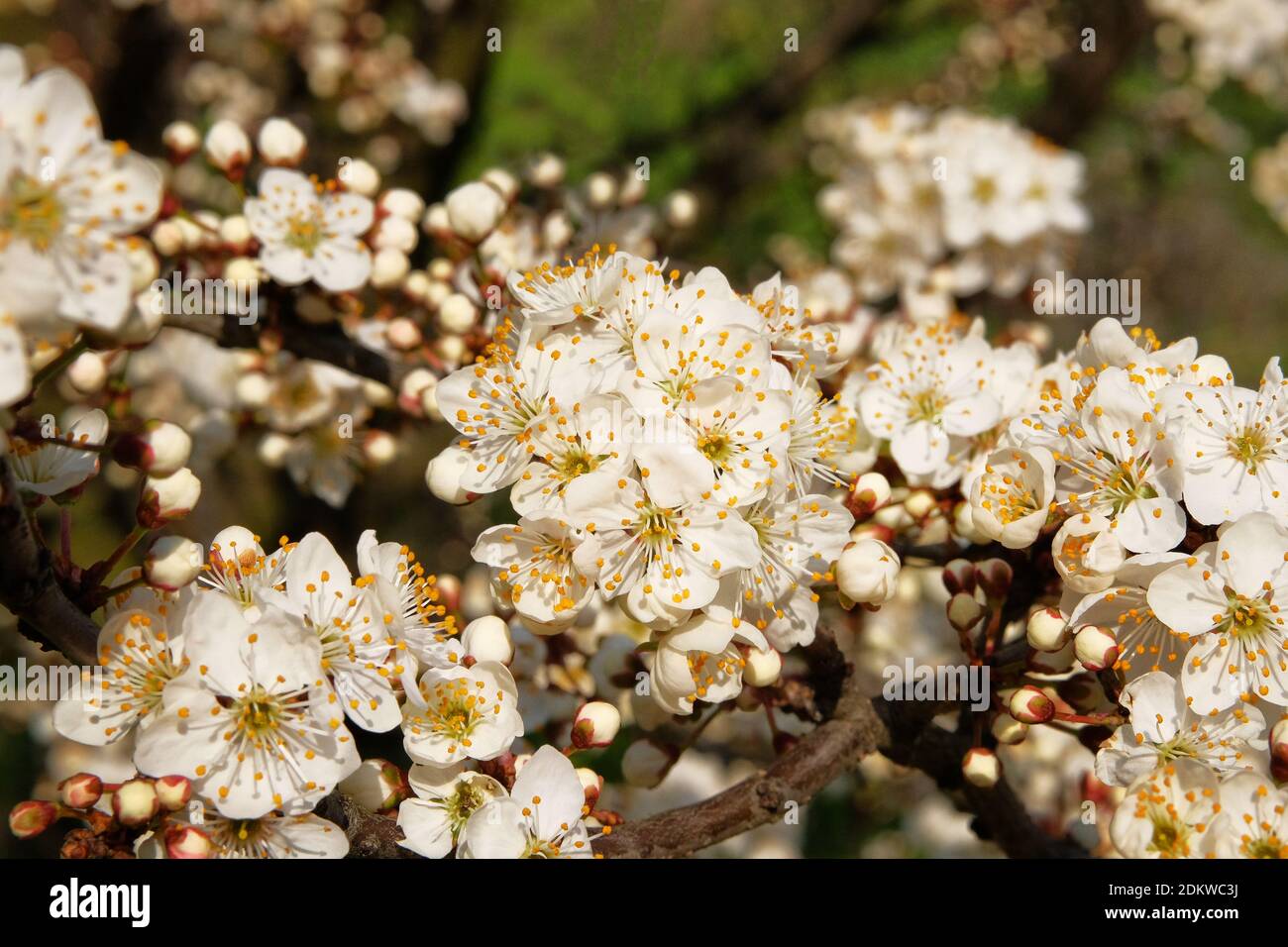 Aprikosenblüten, die mit weißen, hellen Blütenblättern blühen. Frühling verschwommen Hintergrund der Natur. Grußkarte mit Blumen für den Womens Tag. Stockfoto