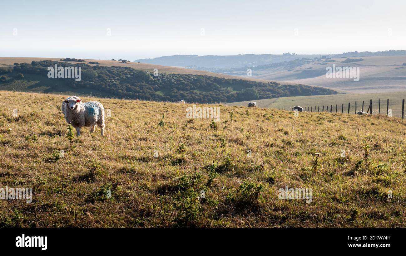 Schafe weiden auf den South Downs, England. Ein Blick in die Dämmerung auf die ländliche Landschaft von Sussex an einem ruhigen Abenddämmerungsabend. Stockfoto