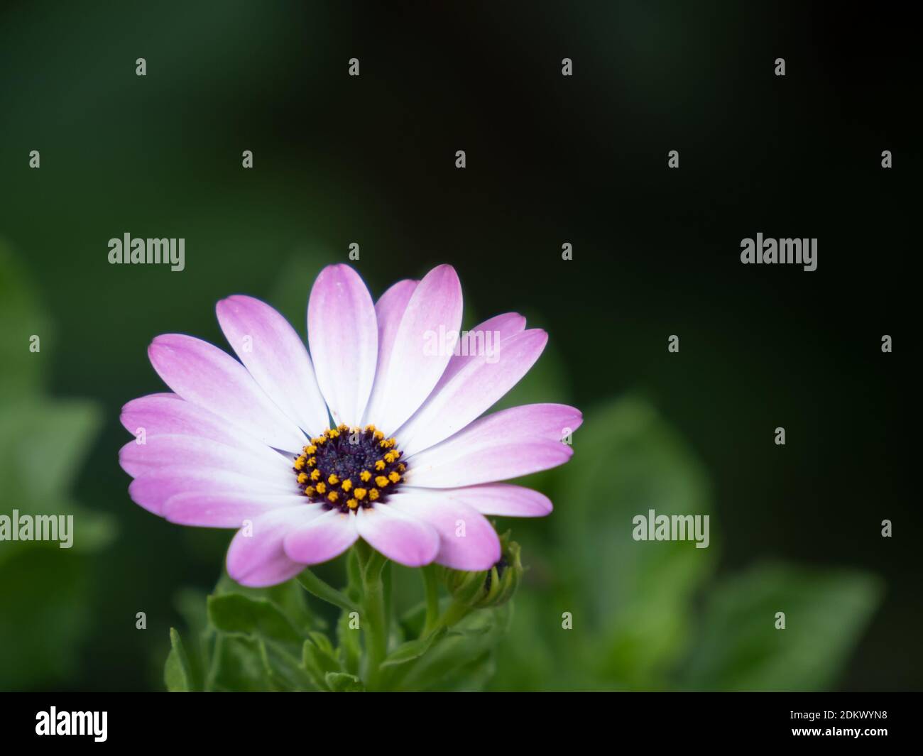 Nahaufnahme der roten Blüte eines Kaps marguerite, Osteospermum ecklonis Stockfoto