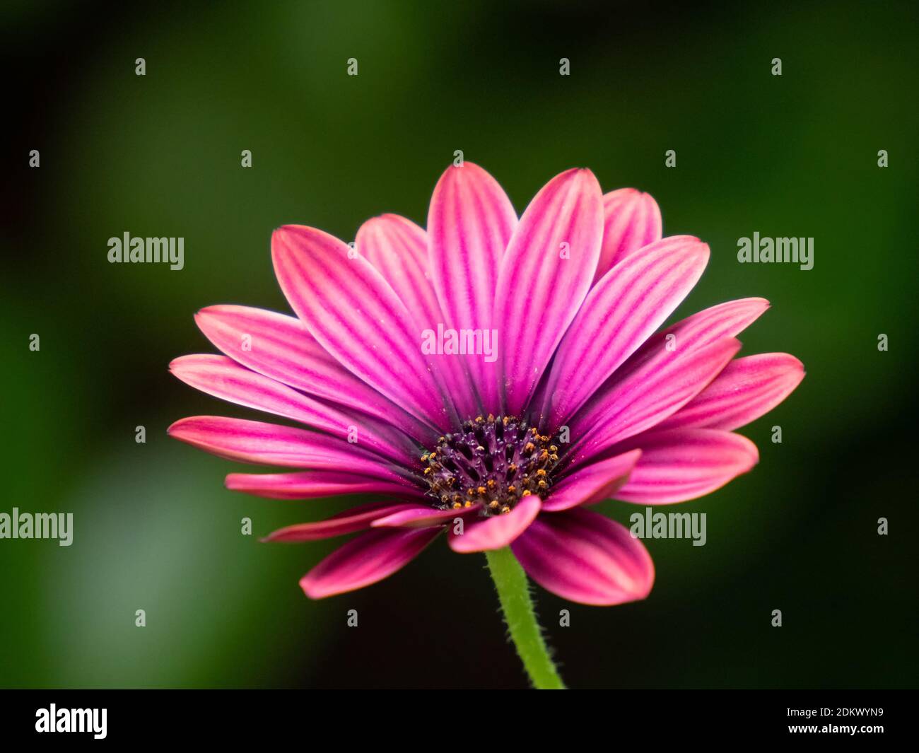 Nahaufnahme der roten Blüte eines Kaps marguerite, Osteospermum ecklonis Stockfoto