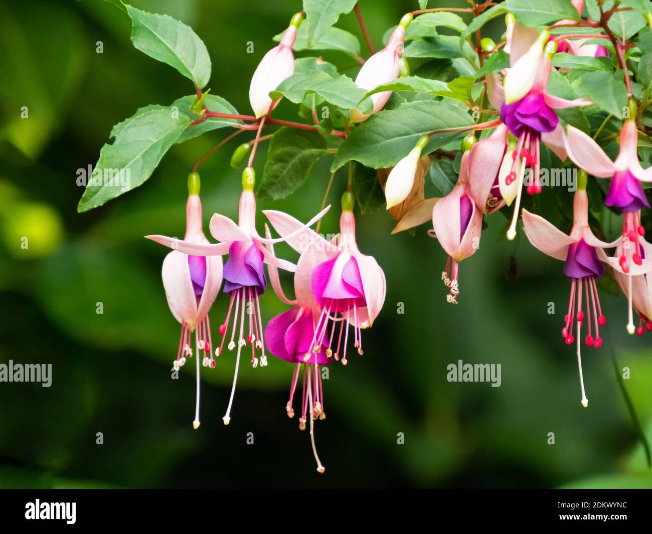 Nahaufnahme von einigen roten und rosa Blüten einer Fuchsie Stockfoto