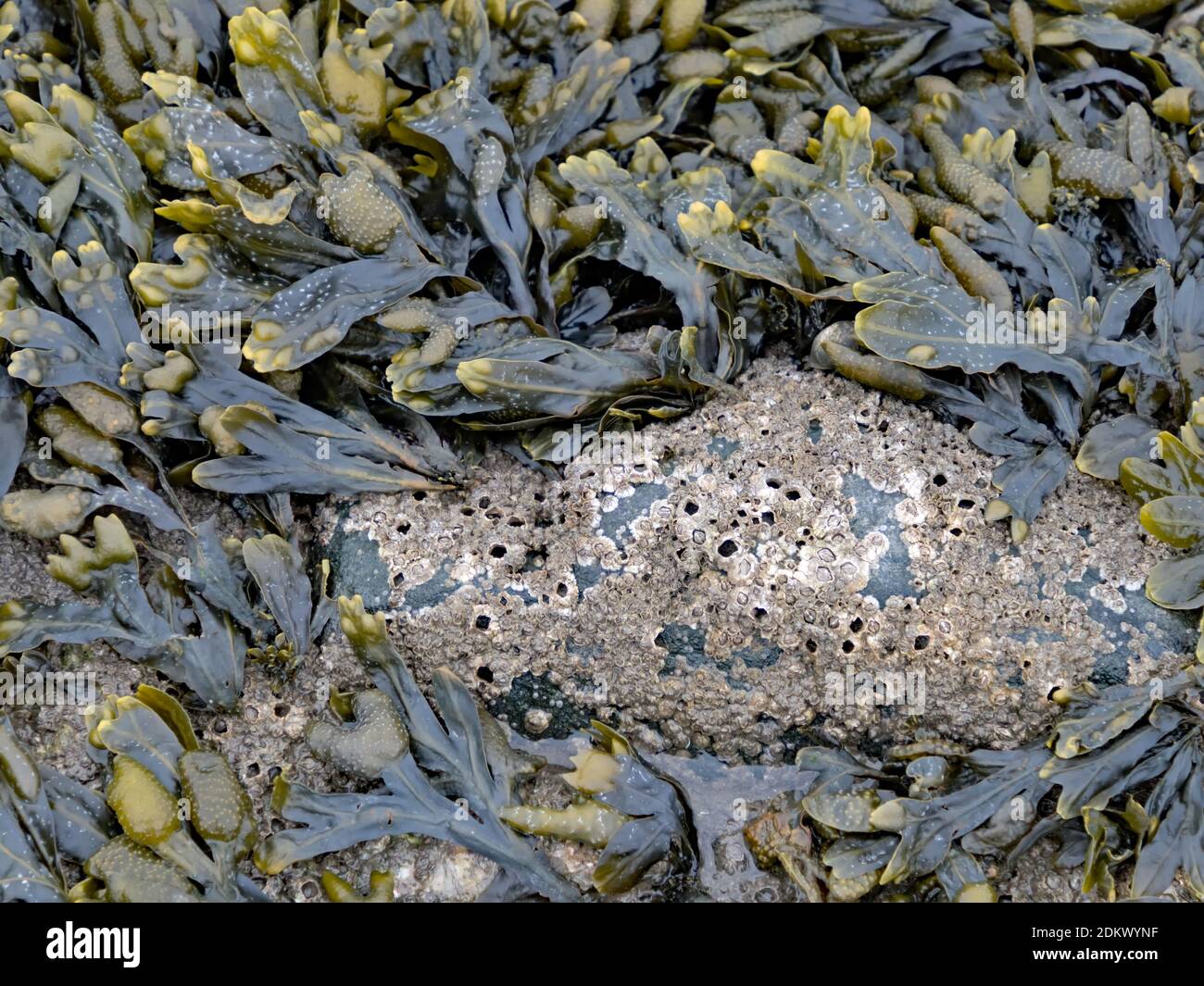 Nahaufnahme des Blasenracks und der Seepocken an der Nordsee Küste Stockfoto