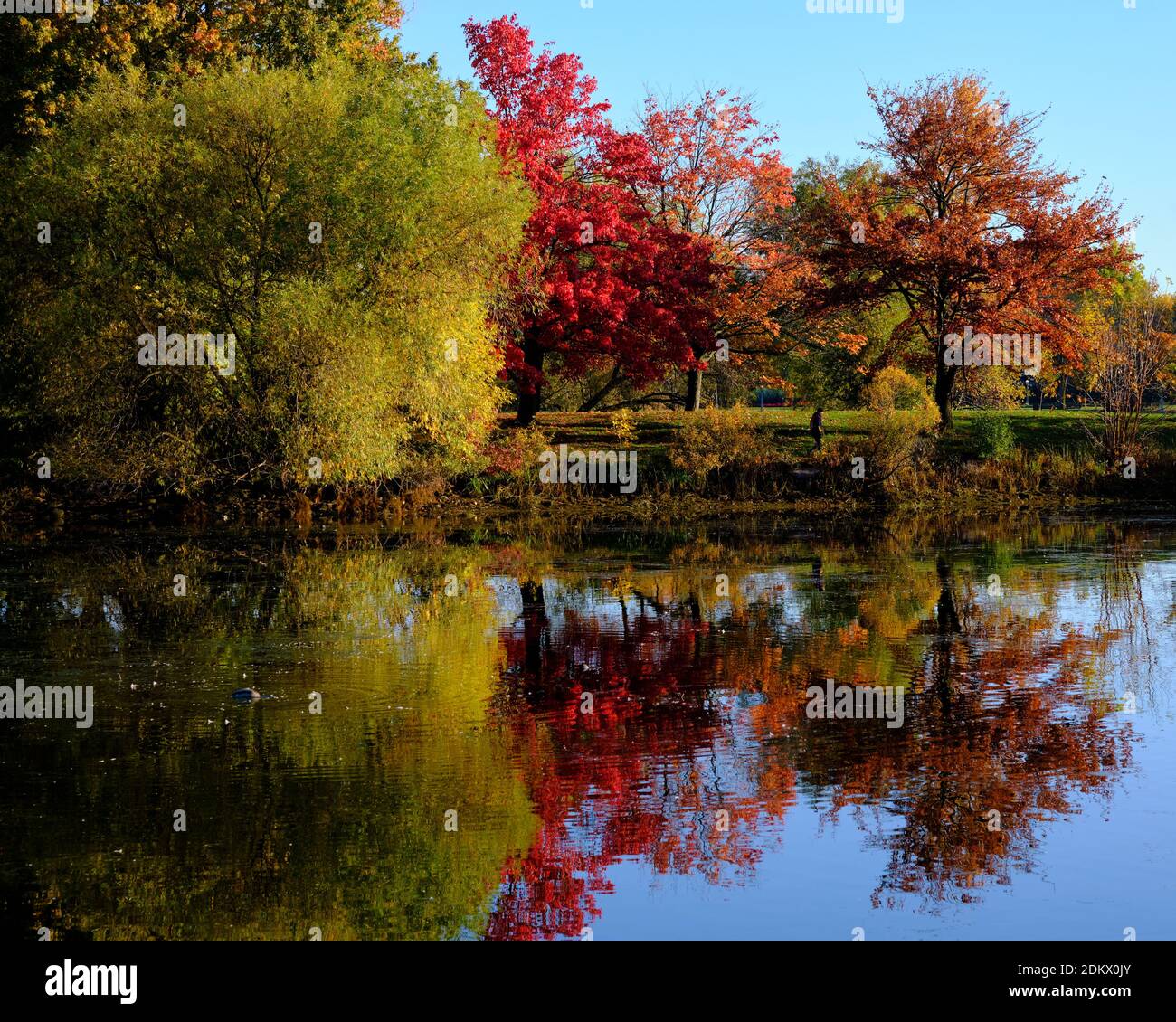 Bunte Herbstbäume spiegeln sich in Dows See mit Spaziergänger in Park in Ottawa Stockfoto