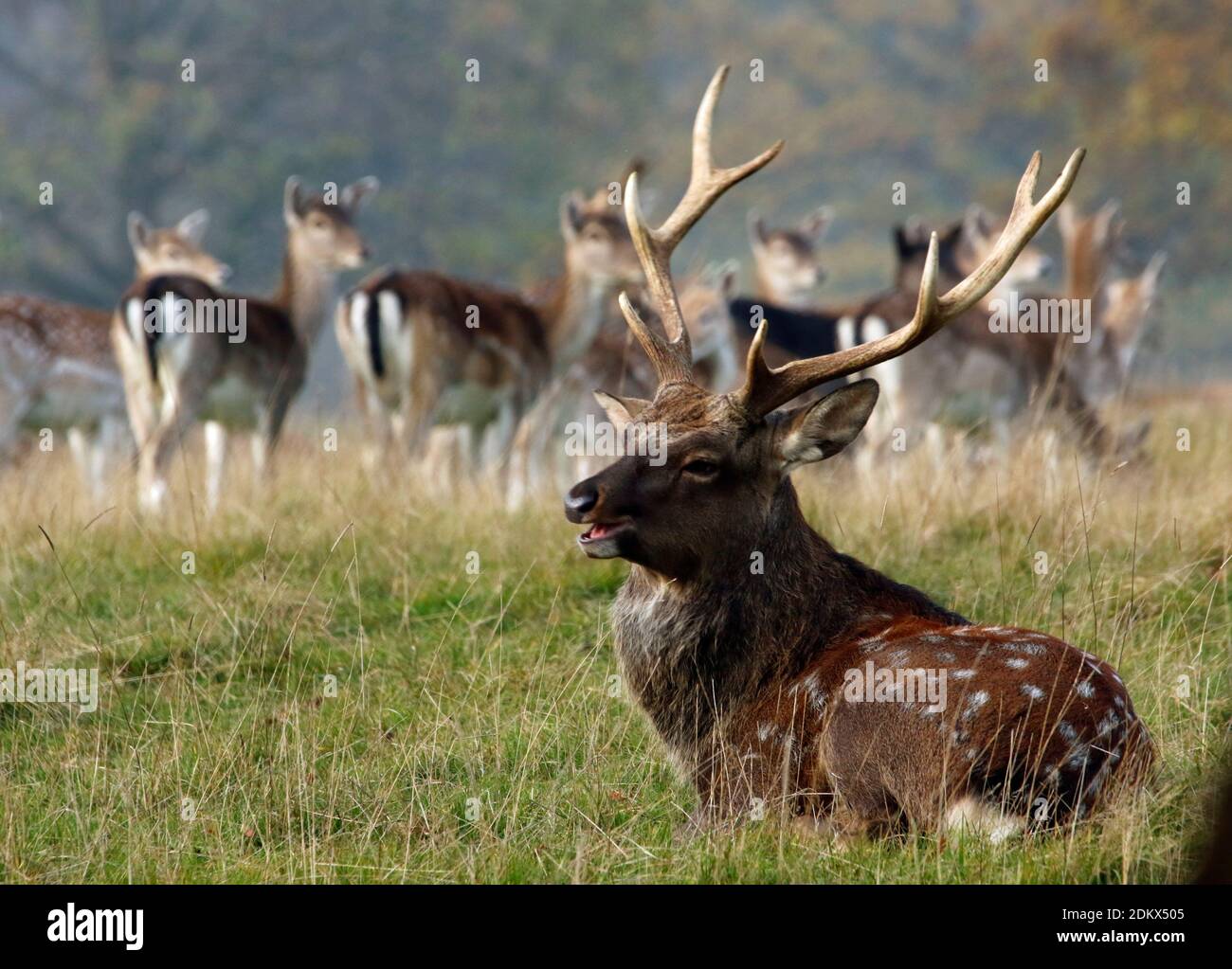 Männliche sika Hirsche und Weibchen Stockfoto