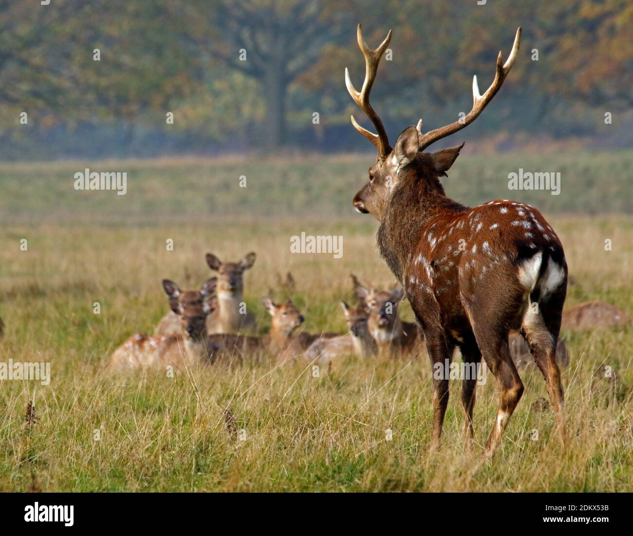 Männliche sika Hirsche und Weibchen Stockfoto