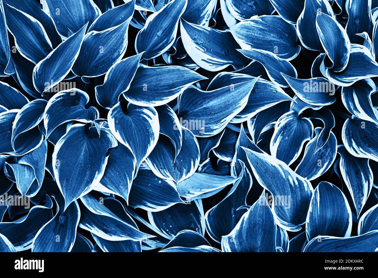 Abstrakt Blauer Hintergrund aus frischen Blättern. Farbe des Jahres 2020 Konzept. Draufsicht. Stockfoto