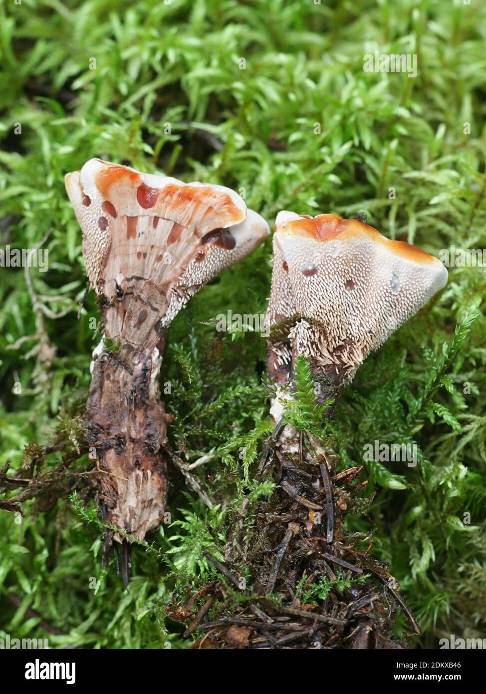 Hydnellum peckii, wie Erdbeeren mit Sahne bekannt, die Blutungen und ...