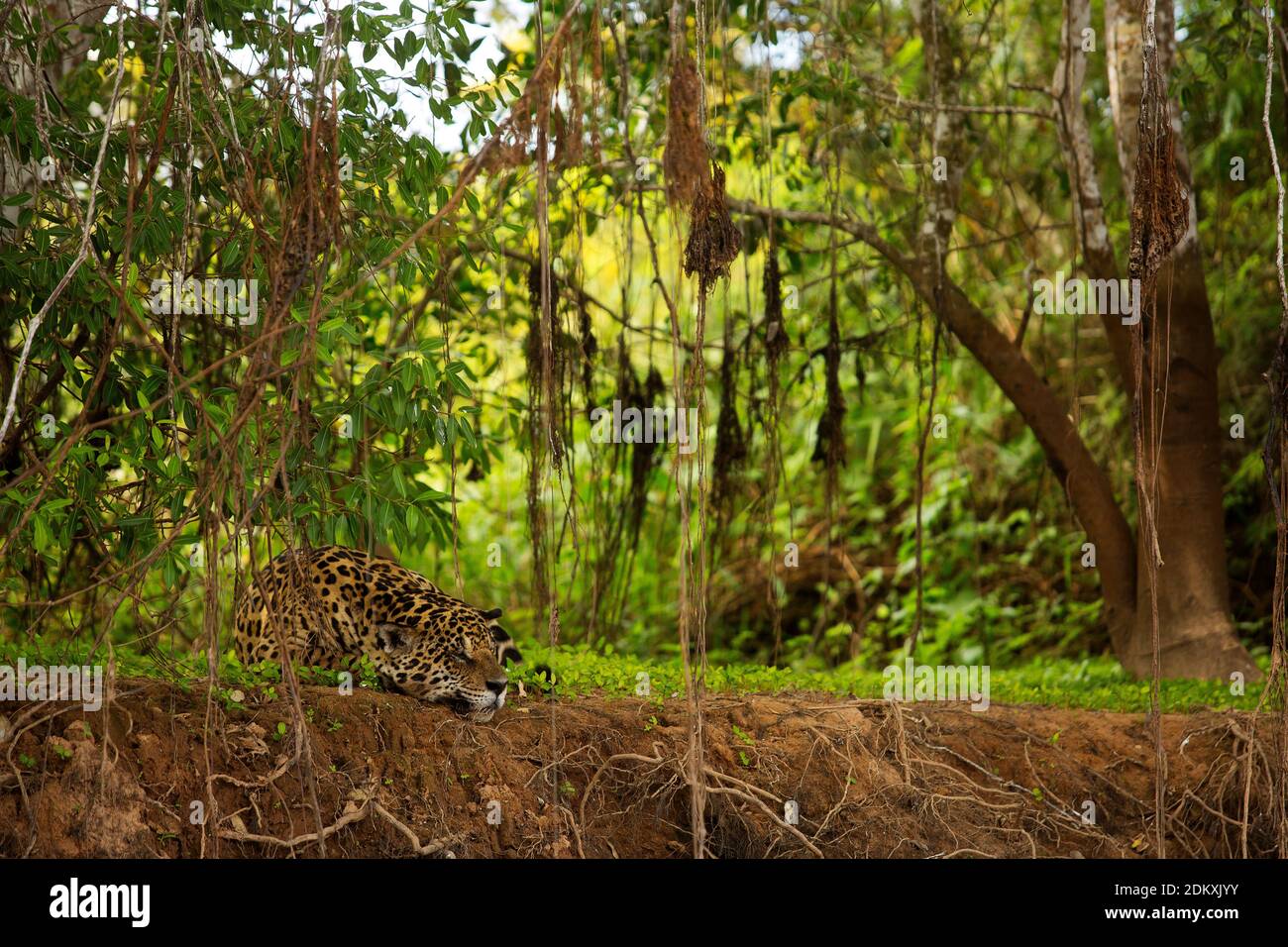 Jaguar auf einem abgelegenen Corixo, Nebenfluss des Flusses Três Irmãos, ist dies der größte Raubtier in Südamerika, Pantanal von Mato Grosso, Brasilien Stockfoto