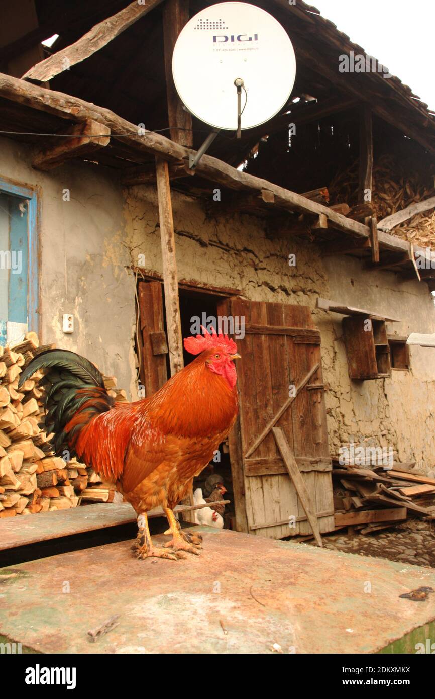 Vrancea County, Rumänien. Chaotisch Hof mit Scheune und Heuboden in der Landschaft. Ein Hahn, der herumstreift. Stockfoto