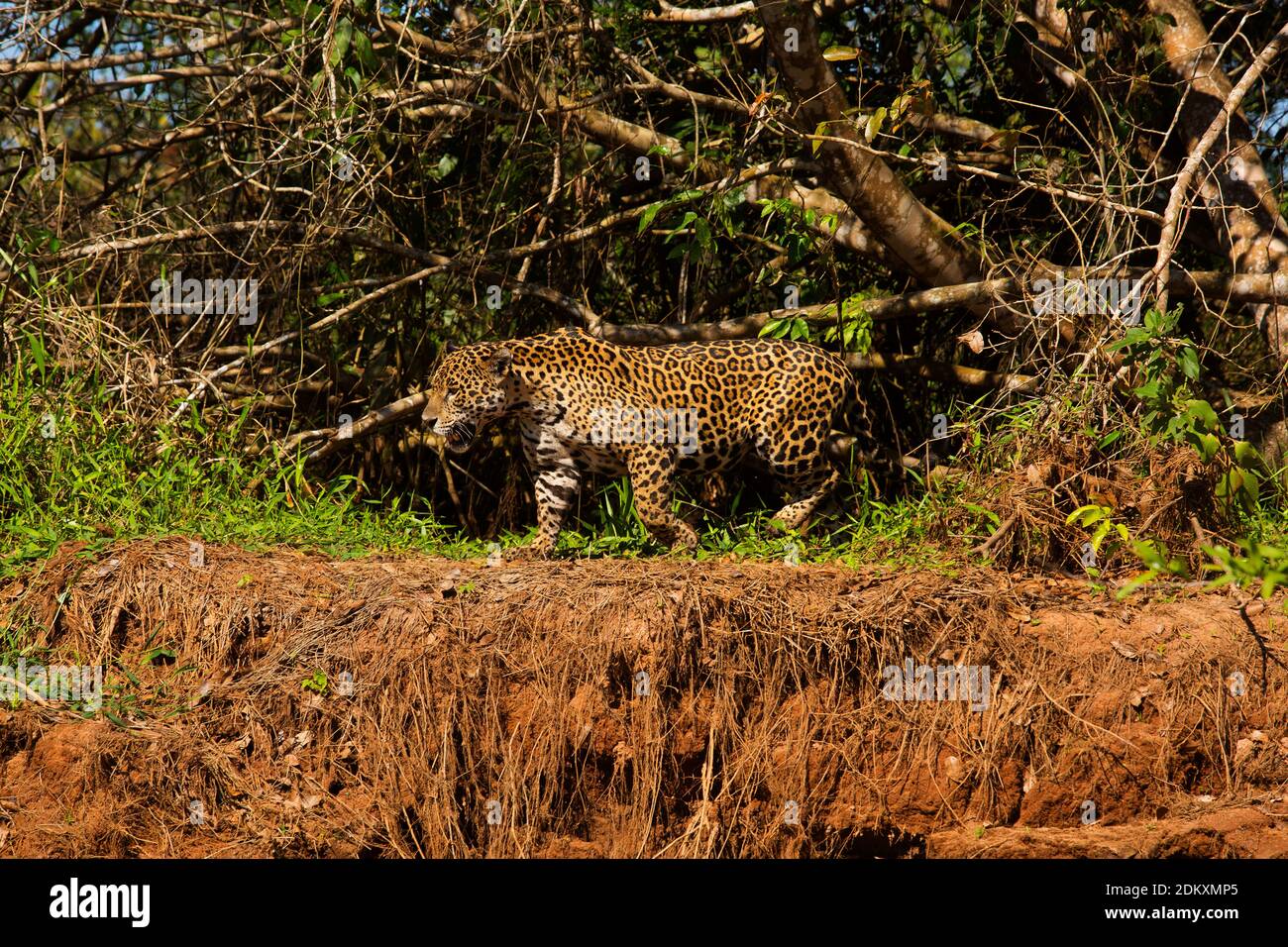 Jaguar Spaziergang am Ufer des Flusses Cuiabá, dies ist das größte Raubtier in Südamerika, Pantanal von Mato Grosso, Brasilien Stockfoto