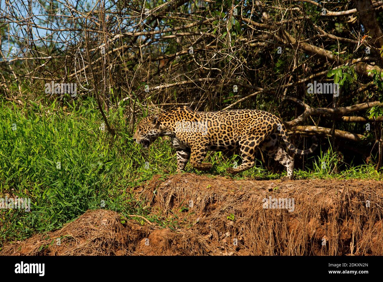 Jaguar Spaziergang am Ufer des Flusses Cuiabá, dies ist das größte Raubtier in Südamerika, Pantanal von Mato Grosso, Brasilien Stockfoto