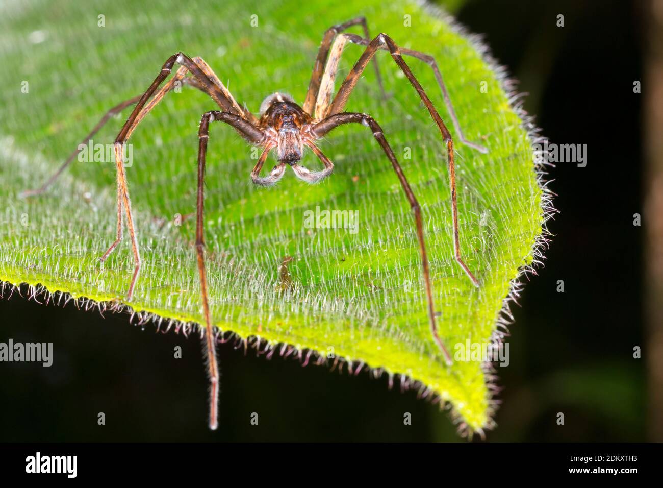 Männliche Spinne mit langen Pedipalpen im Bergregenwald in der Cordillera del Condor, dem ecuadorianischen Amazonas. Ein Gebiet mit außergewöhnlich hoher Biodiversität Stockfoto