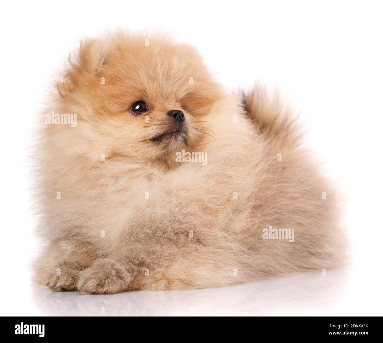 Porträt eines langhaarigen pommerschen Spitzes auf weißem Hintergrund. Stockfoto